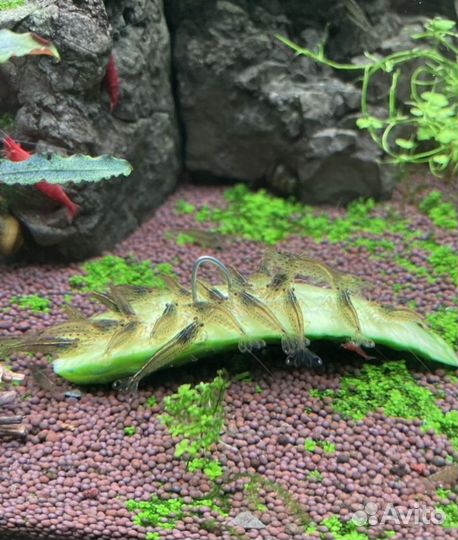 Креветок Амано