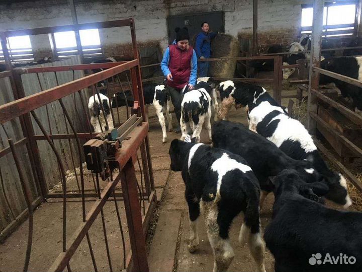 Телята бычки для откорма