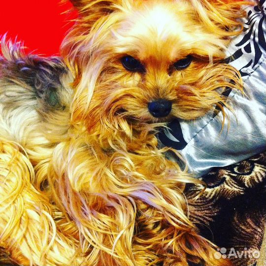 Йоркширский терьер вязка