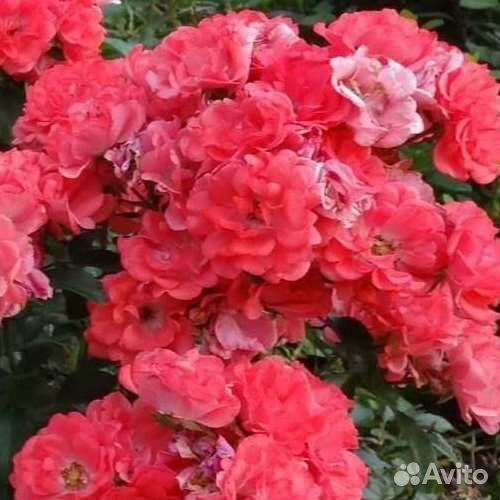 Роза Drift, корал, патио, мини