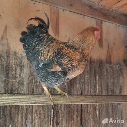 Петух кохинхин