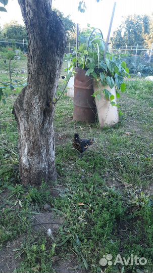 Петушки белифельдер пушкинские павловское золото