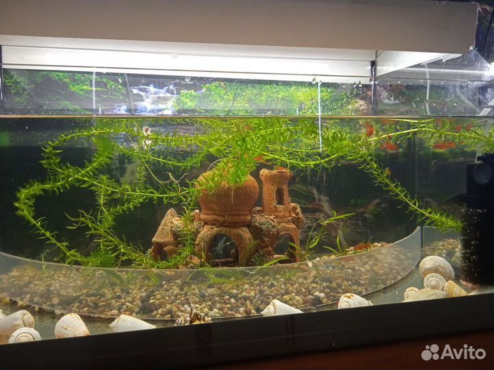 Аквариумные рыбки