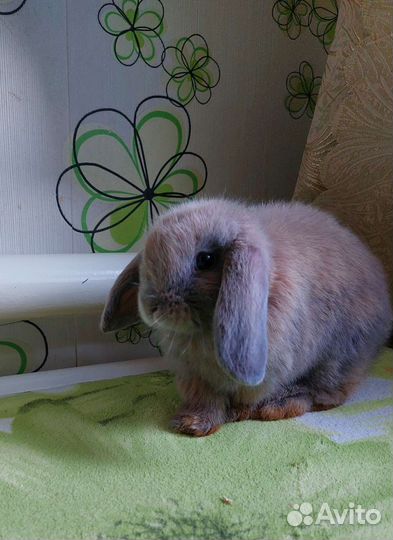 Декоративные кролики