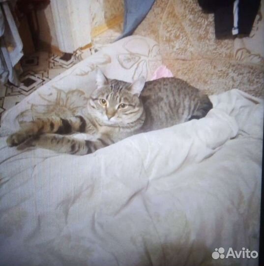 Потерялся кот