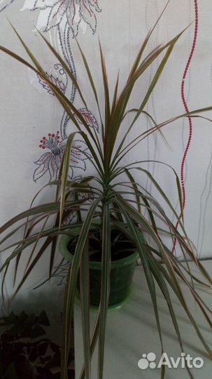 Пальмы и большие цветы