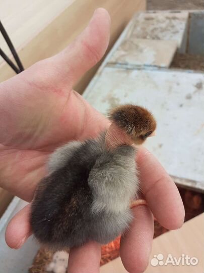 Цыплята испанская голошейка