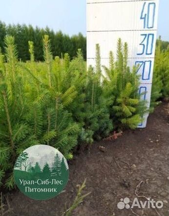 Зкс Сосна сеянцы Ели Лиственницы окс Голуб Горная