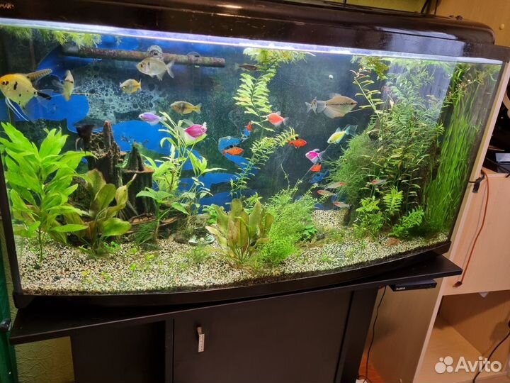 Аквариум