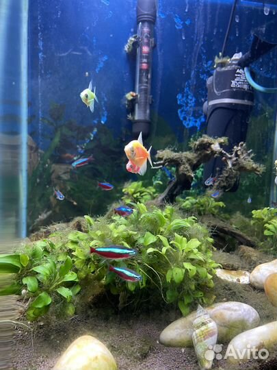 Продаётся аквариум 38х38х43 см, 60л с рыбками