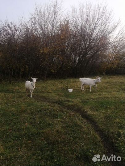 Козье молоко