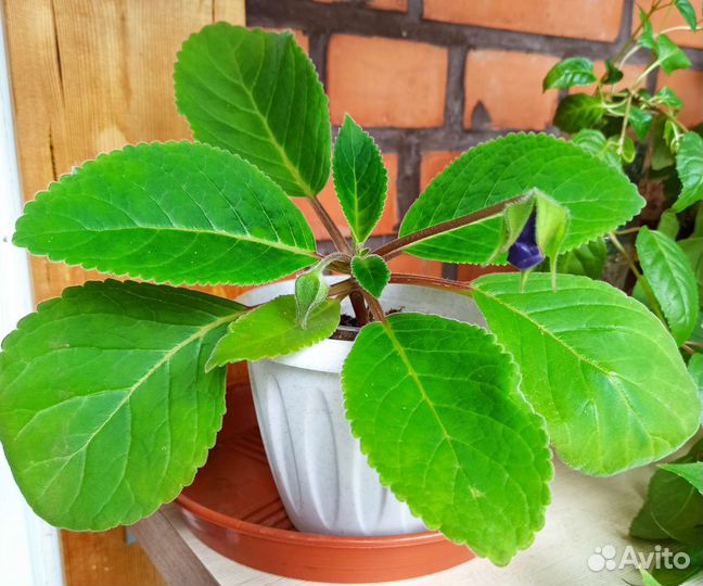 Глоксиния Тидея фиолетовая - молодые растения