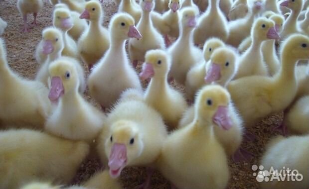 Утята гусята