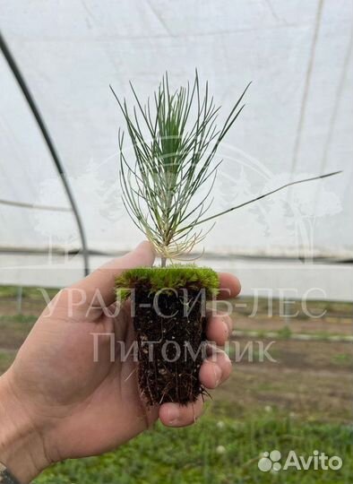 Горная сосна Мугус сеянцы зкс для лесовосстановлен