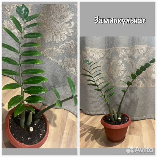 Домашние цветы