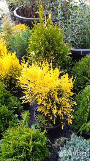 Питомник хвойных растений