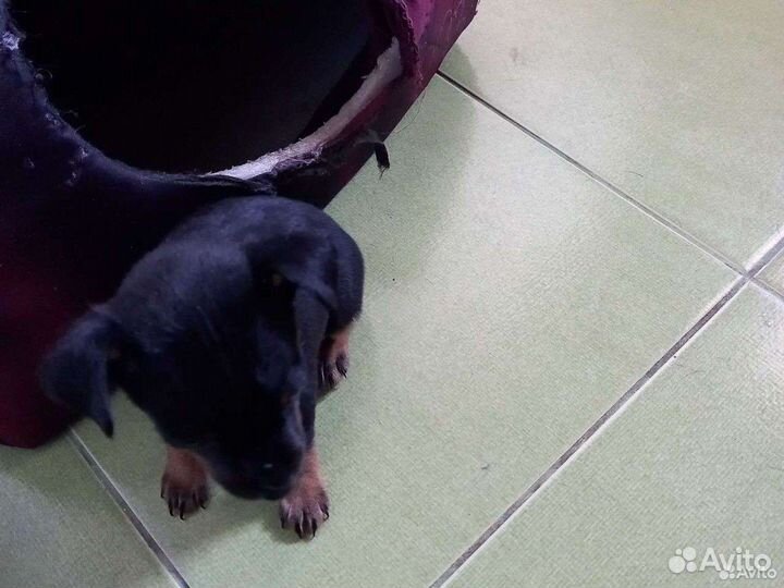 Той-терьер щенки