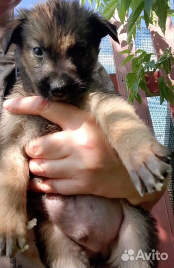 Щенки,дворяне