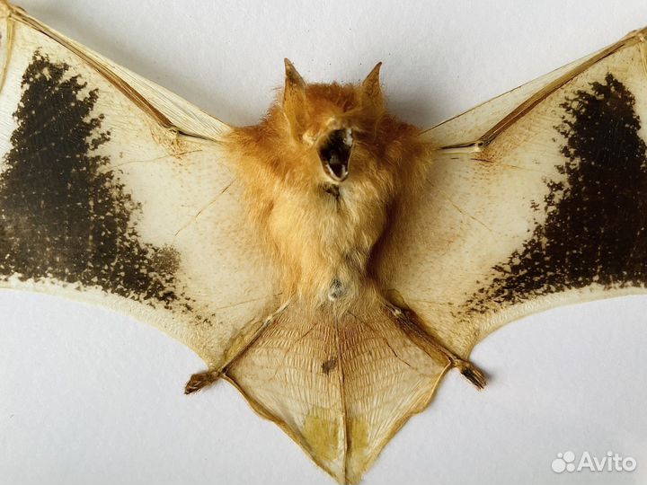 Летучая мышь. Kerivoula Picta. Fire Bat