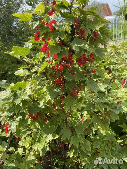 Красная смородина