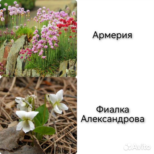 Саженцы многолетних цветов