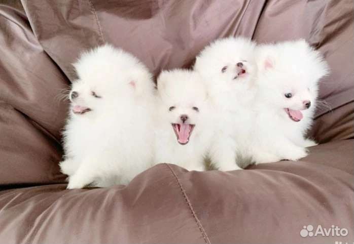 Щенки померанского шпица
