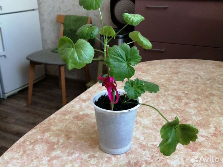 Пеларгония герань