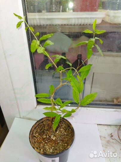 Гранат комнатный