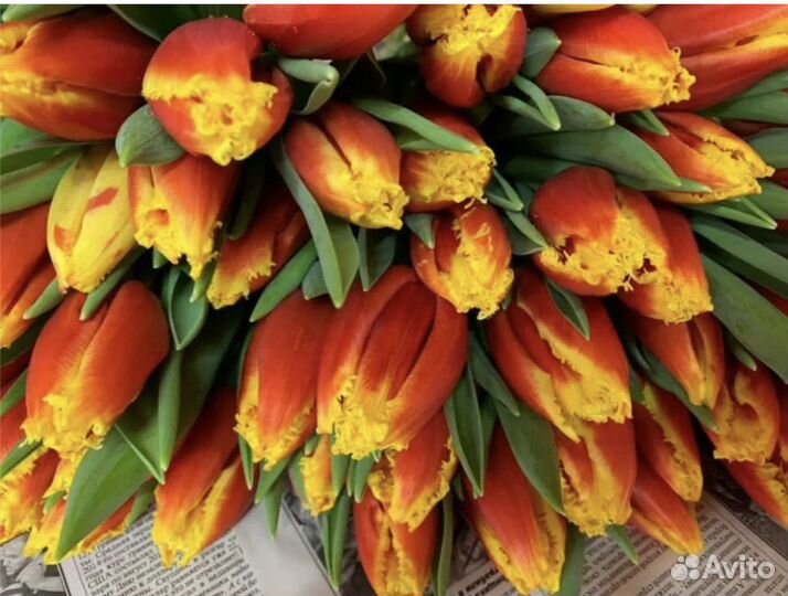 Тюльпаны к 8 марта