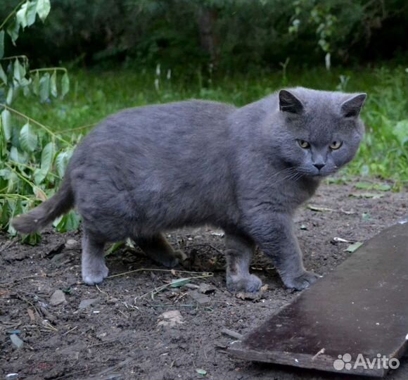 Кот нуждается в доме
