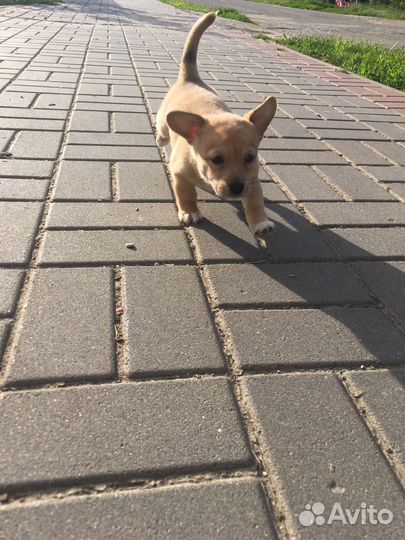 Собака в добрые руки отдам бесплатно девочка