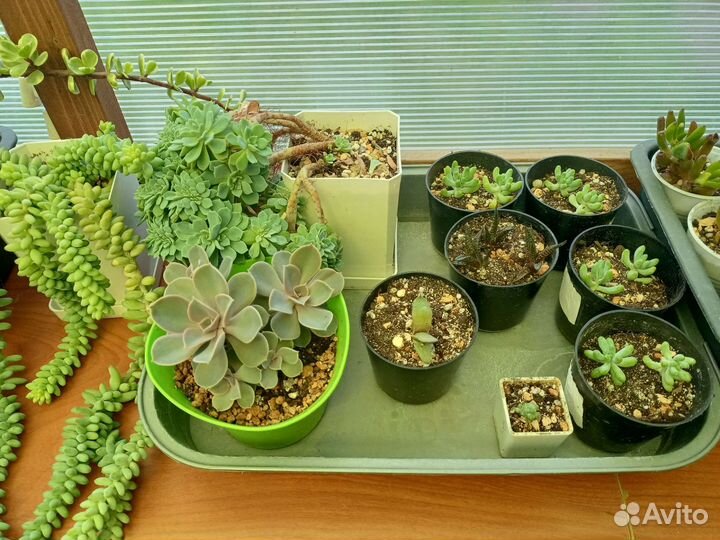 Суккуленты