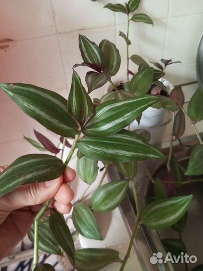 Традесканция серебристаяМ