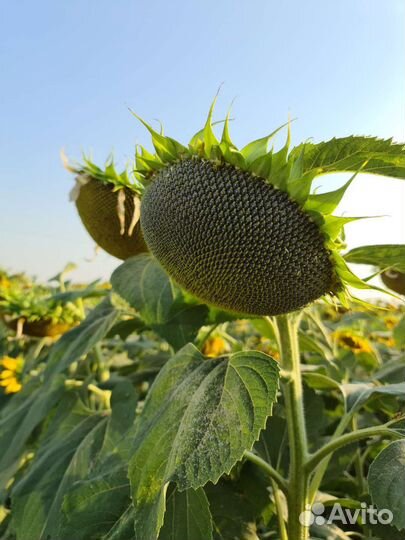 Семена подсолнечника и кукурузы Пионер