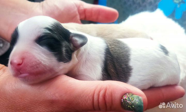 Щенки помесь от бигля