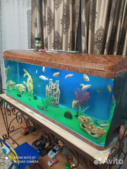 Аквариумные рыбки цихлиды