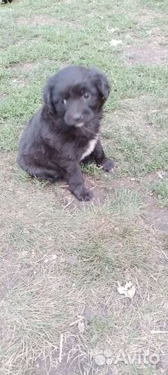 Щенок маленькой собаки в добрые руки