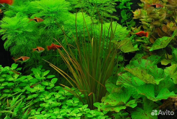 Аквариумные растения и рыбки