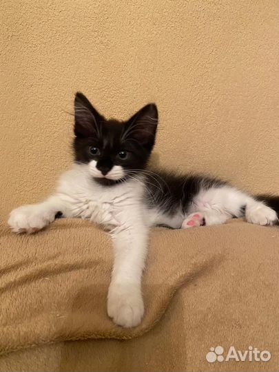 Котенок ищет любящих хозяев