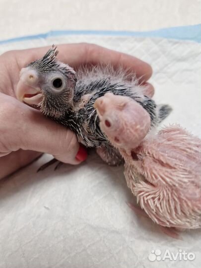 Птенец корелла ручной