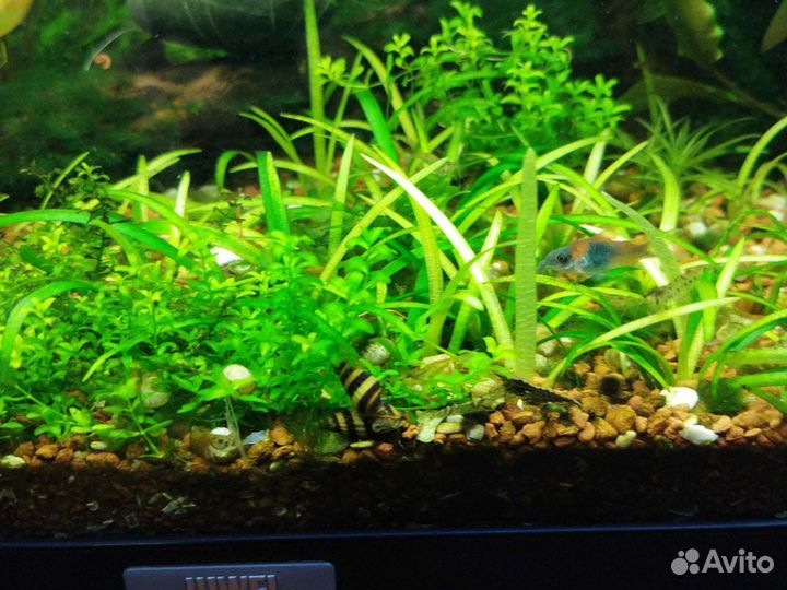 Хищная улитка хелена