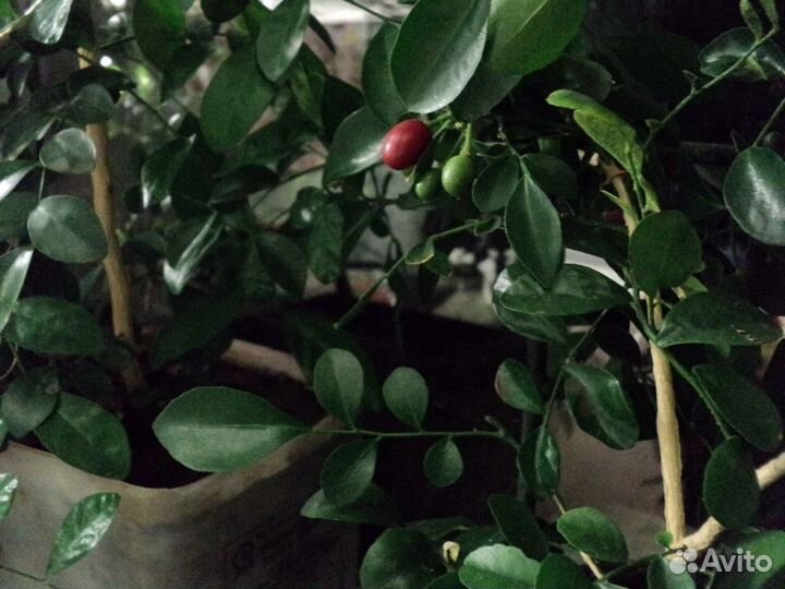 Черенки мирта и сеянцы муррайи