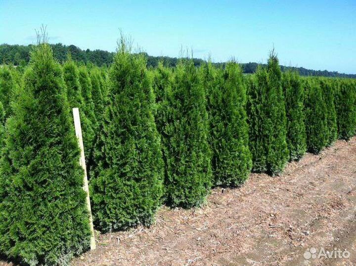 Туи смарагд