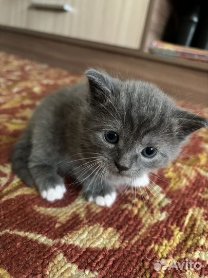 Маленький котик