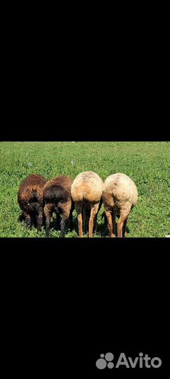 Курдючные бараны овцы