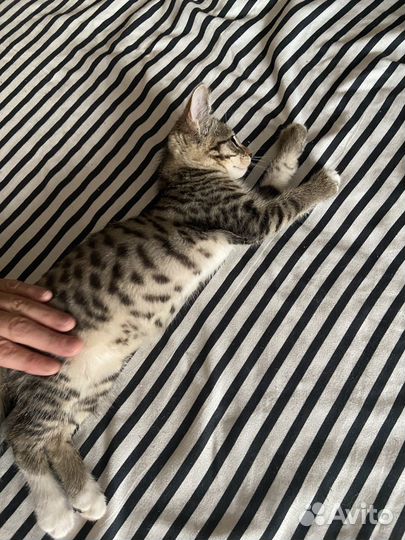 Котёнок
