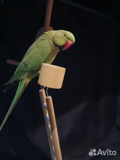 Ожереловый попугай