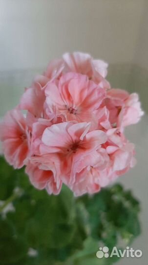 Пеларгония герань