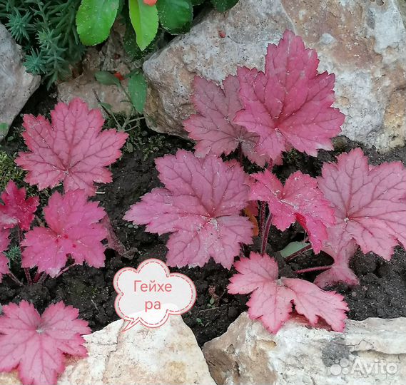 Продаю растения