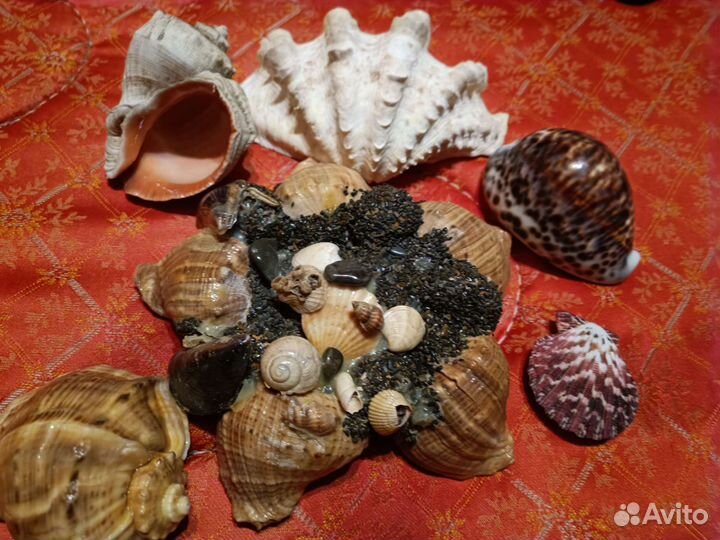 Натуральный коралл